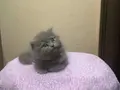 Safkan scotish fold lilaç top kafa long hair