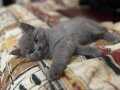 Safkan britis shorthair 