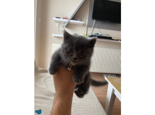 40 Günlük Dişi British Shorthair