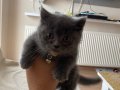 40 Günlük Dişi British Shorthair