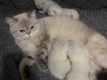 British blue point safkan mükemmel genetik