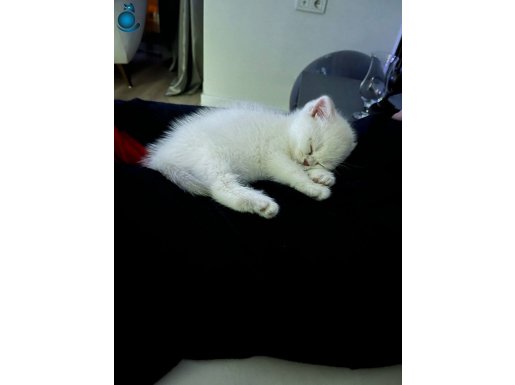 UYSAL SEVECEN KEDİMİZ YENİ YUVASINI ARIYOR