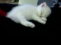 UYSAL SEVECEN KEDİMİZ YENİ YUVASINI ARIYOR