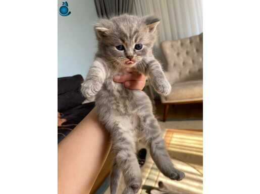 British shorthair 3 aylık dişi