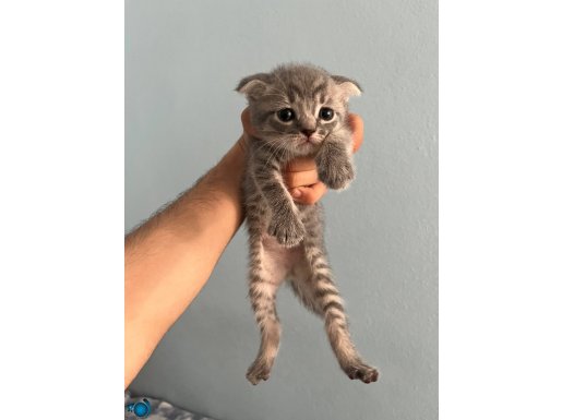 6 british shorthair