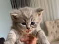British shorthair 3 aylık dişi