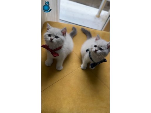 Minik bebislerim yeni yuvalarına hazır