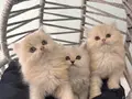 2 Aylık British Shorthair Yavru Kedi
