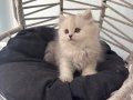 2 Aylık British Shorthair Yavru Kedi