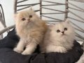 2 Aylık British Shorthair Yavru Kedi