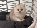 2 Aylık British Shorthair Yavru Kedi
