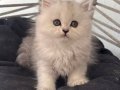 2 Aylık British Shorthair Yavru Kedi
