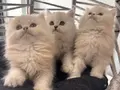 2 Aylık British Shorthair Yavru Kedi