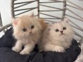 2 Aylık British Shorthair Yavru Kedi