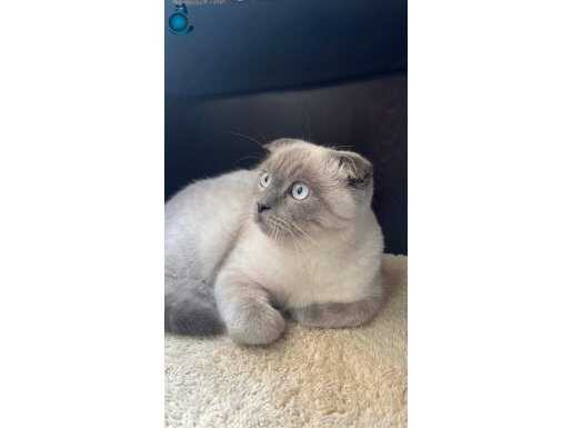 scottish fold bluepoint