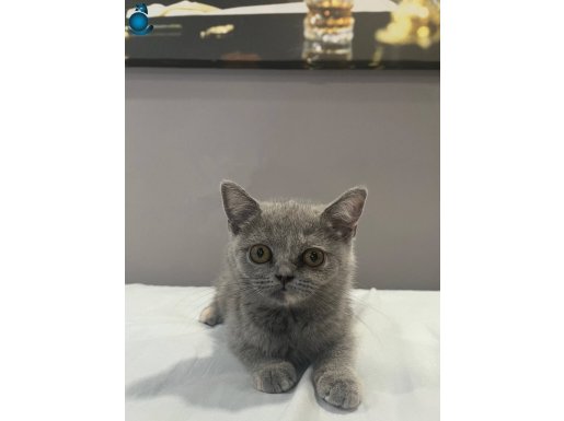 British Shorthair Tortie uyguna veriyorum