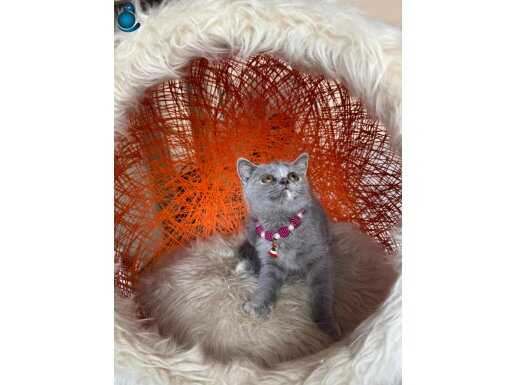 British shorthair yavru