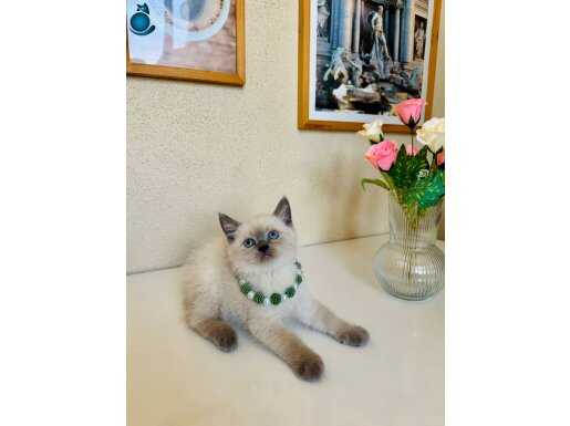 Kusursuz British Shorthair Bluepoint