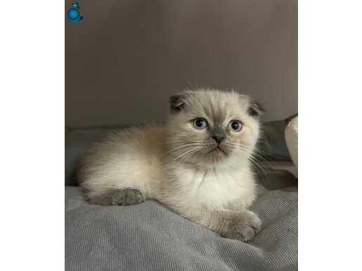 5 aylık Scottish fold bluepoint