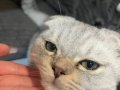 Scottish Fold Erkek