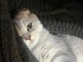 Scottish Fold Erkek