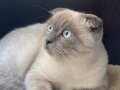 scottish fold bluepoint