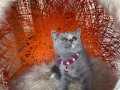 British shorthair yavru