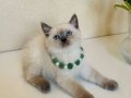 yavru british shorthair erkek