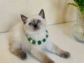 Kusursuz British Shorthair Bluepoint