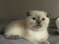 5 aylık Scottish fold bluepoint