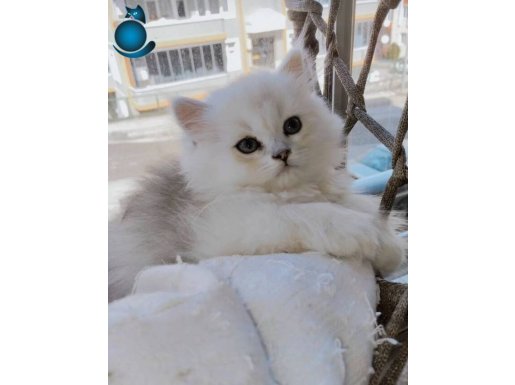 Show kalite erkek british Longhair bebiş