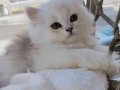 Show kalite erkek british Longhair bebiş