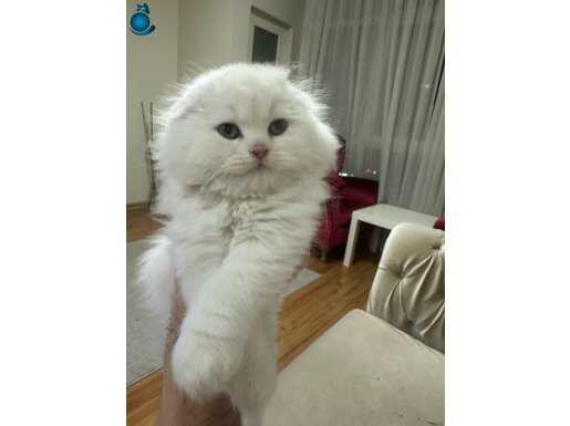 Oyuncu erkek aslan