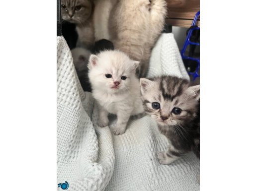 Safkan blue point british shorthair kedilerimiz