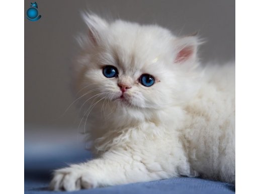 Kendi safkan kedimizin yavruları british shorthair