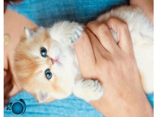 British shorthair bebekler