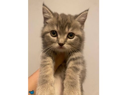 British shorthair 