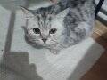 ERKEK BRİTİSH İSTANBUL