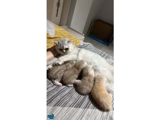 5 MART DOĞUMLU BEBEKLER