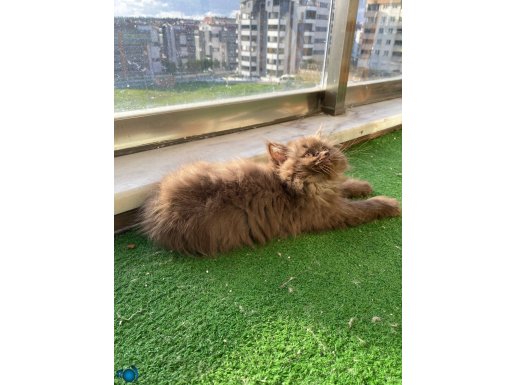 BRİTİSH SHORTAİR SHOW BEBEKLER