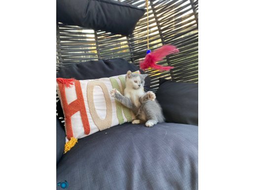 Show kediler bicolor point blue 