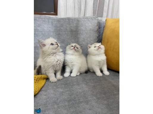 Bicolor ve point bebekler