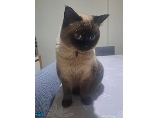 2 yasinda disi uysal kisirlastirilmis