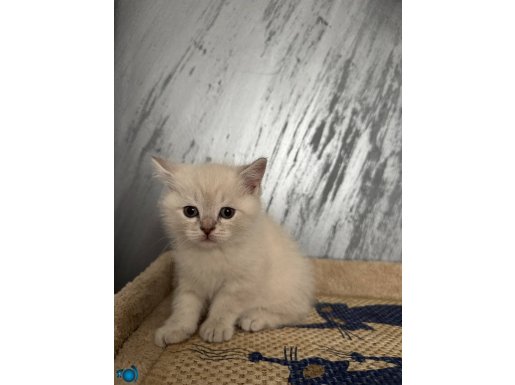 Safkan bristish yavrular teslime hazır 