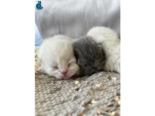4 Yaş Anne Kedi 10 Günlük 3 Bluepoint 1 Lilac Yavru