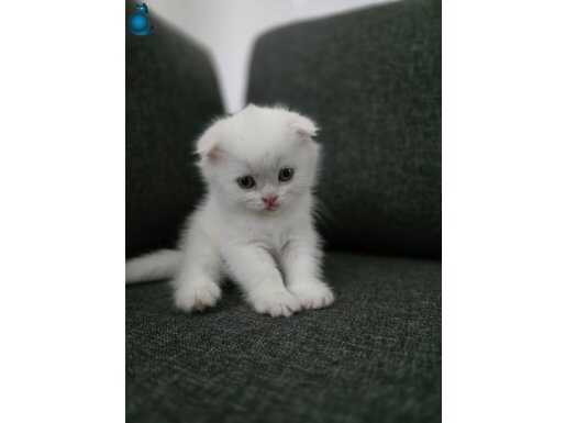 1 Bucuk Aylik Erkek Scottish Fold Kusursuz Beyaz