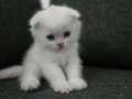1 Bucuk Aylik Erkek Scottish Fold Kusursuz Beyaz