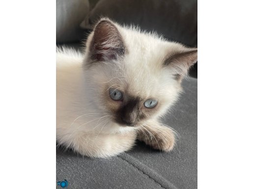 Tatlı bir british short haïr blue point 