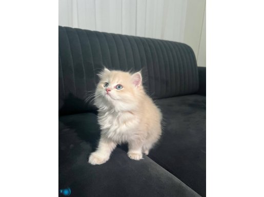 OYUNCU KEDİ