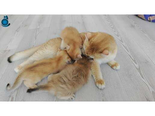 Golden Ny25 Longhair 